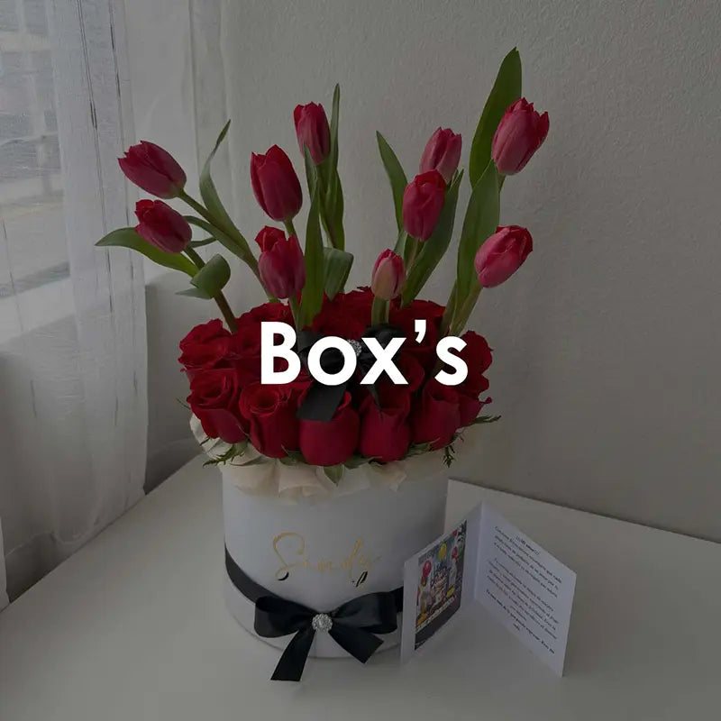 BOX'S