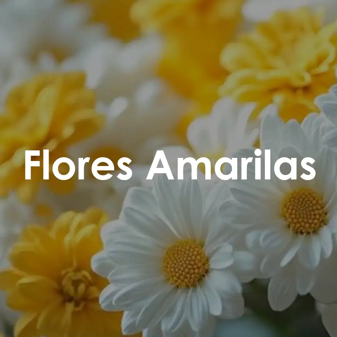 Regala flores amarillas